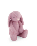Penelope the Bunny  -  Lilium 30cm